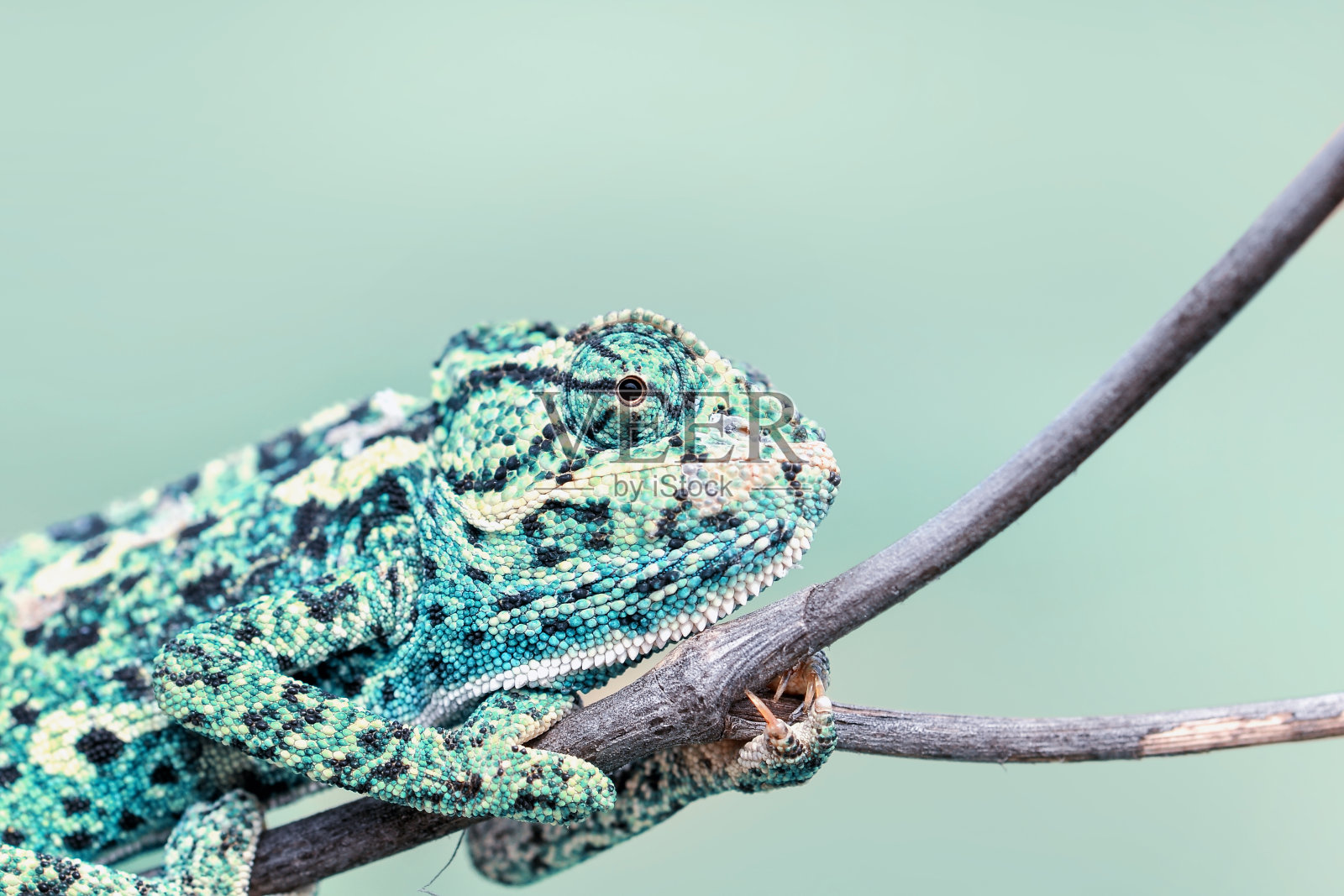 美丽的绿色变色龙图片照片摄影图片