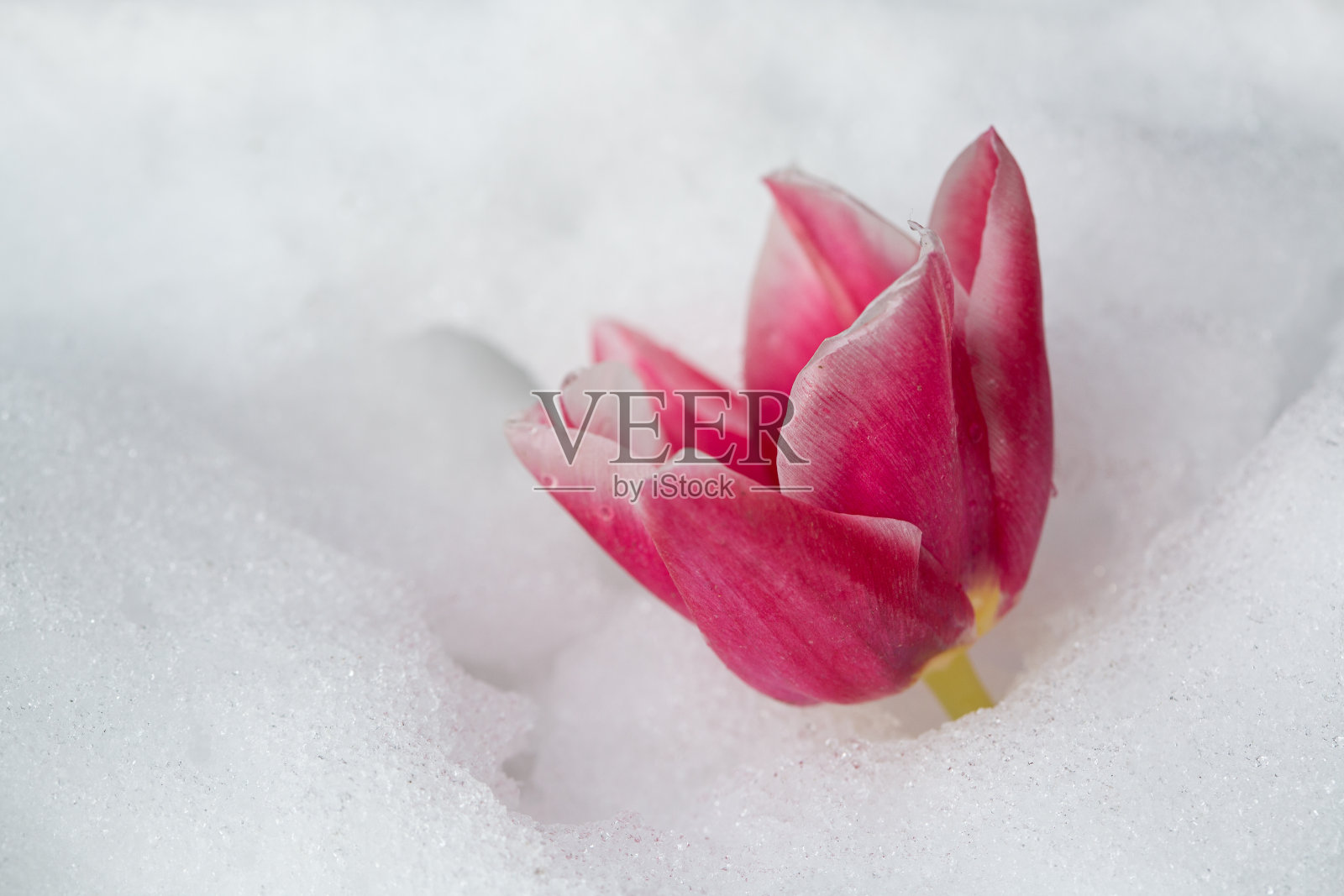 玫瑰花瓣特写照片摄影图片