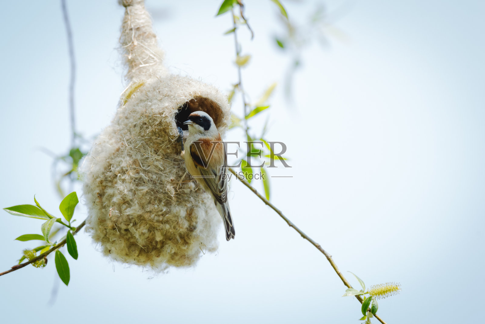 钟摆。照片摄影图片