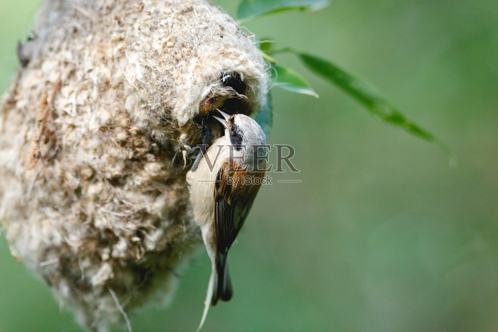 钟摆。照片摄影图片