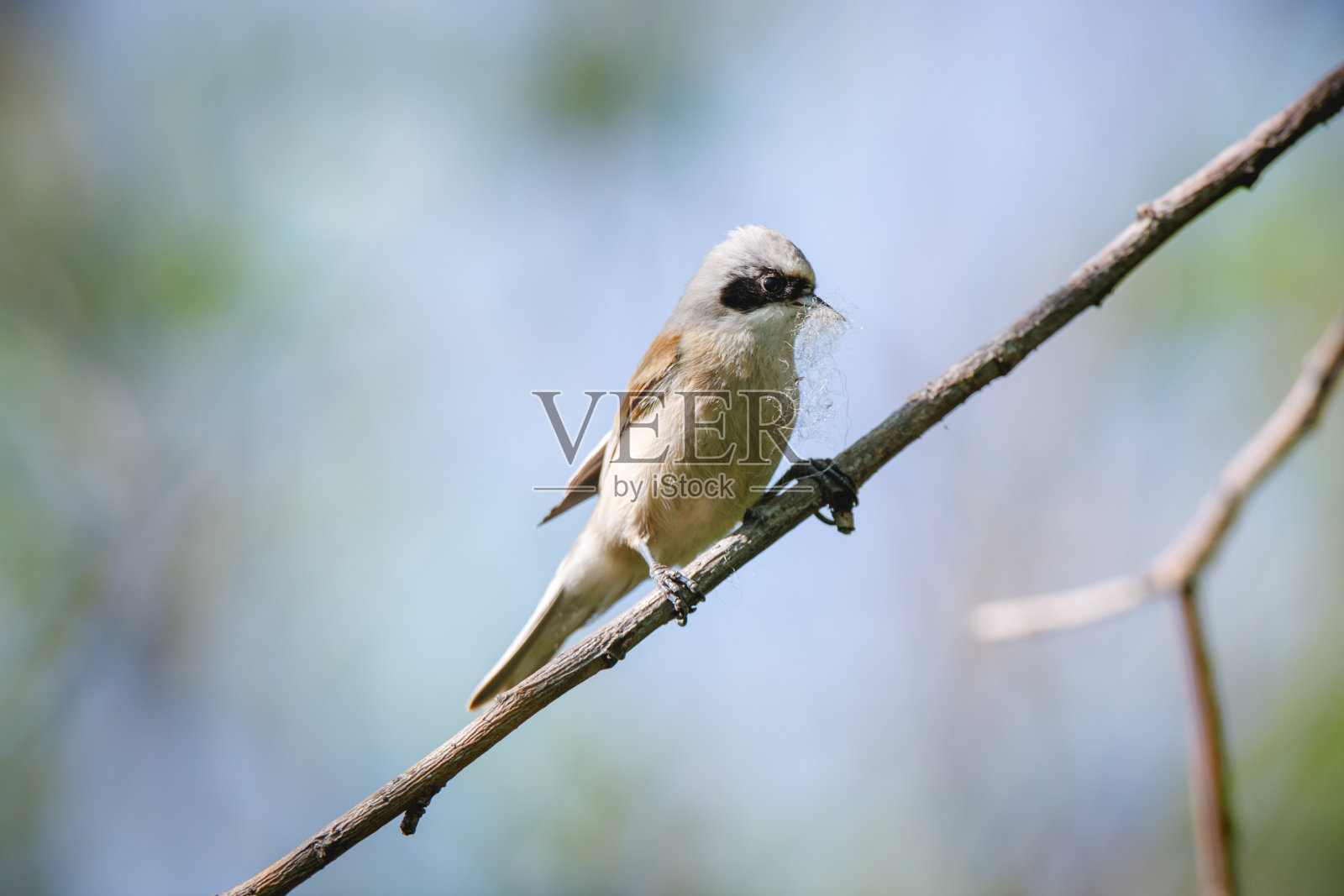 钟摆。照片摄影图片