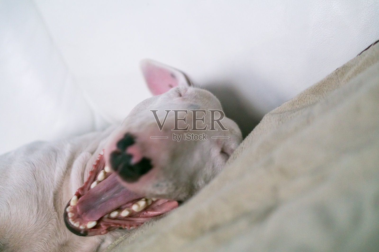 英国斗牛梗刚醒来就打哈欠了照片摄影图片