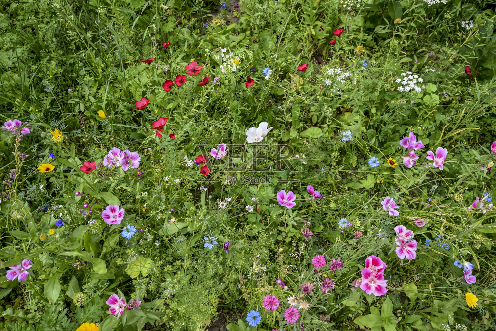 路边的草地上长着高高的草和许多野生的五颜六色的小花。照片摄影图片