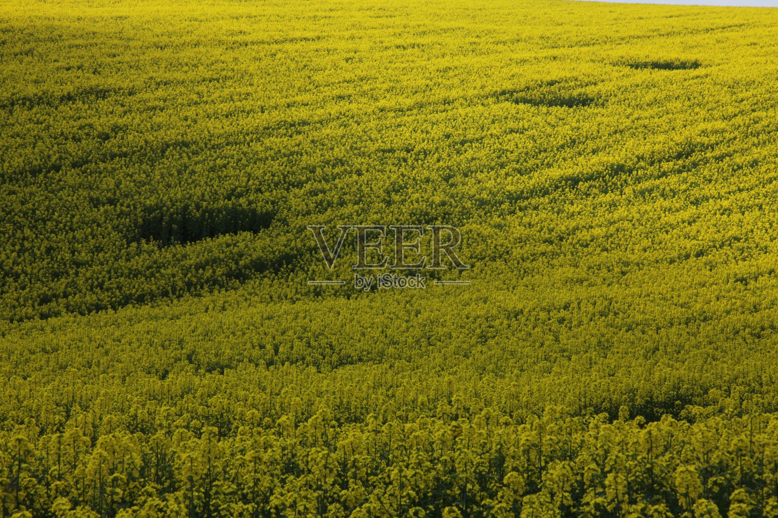 风景如画的种植园像壁纸照片摄影图片