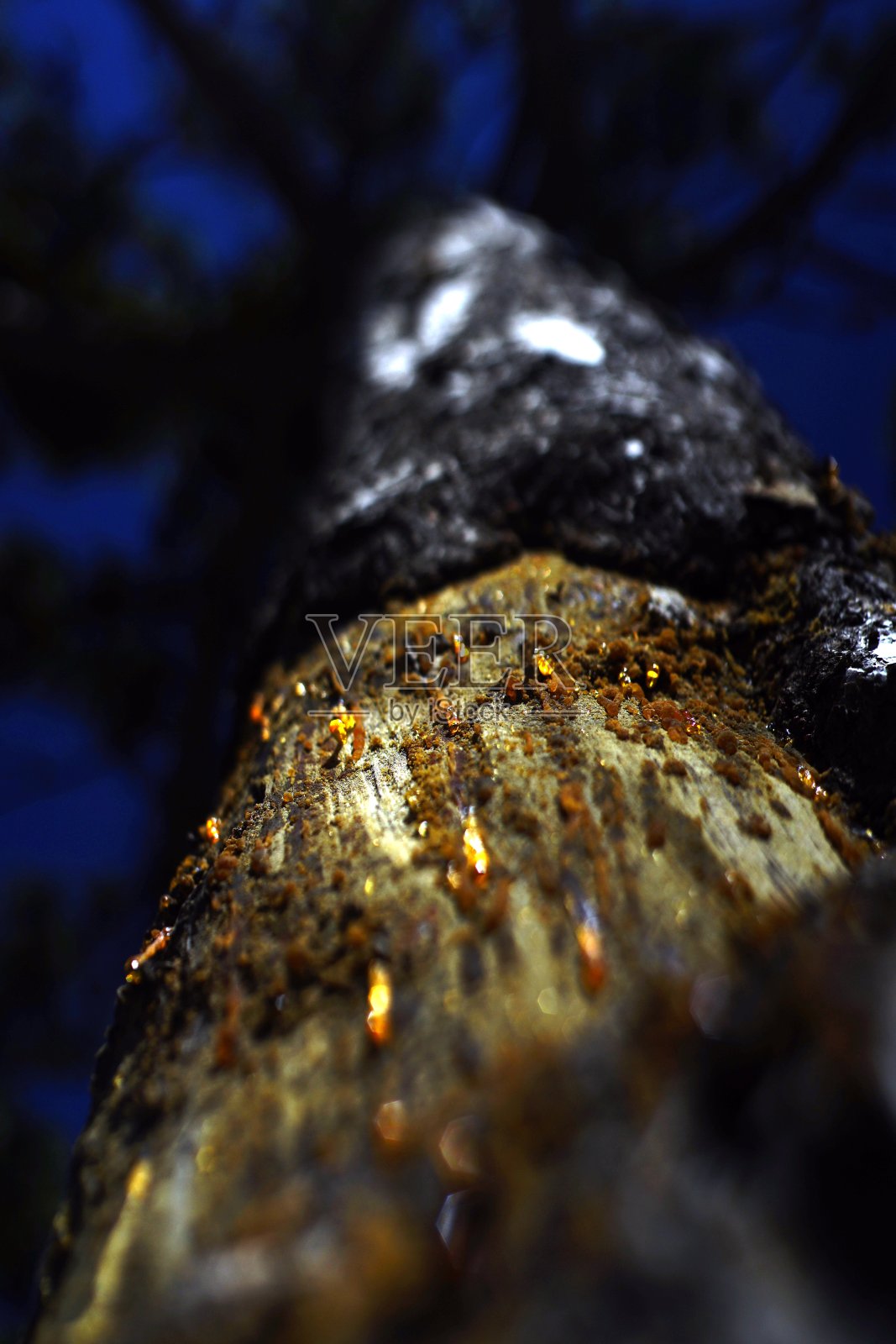 森林和树木细节照片摄影图片