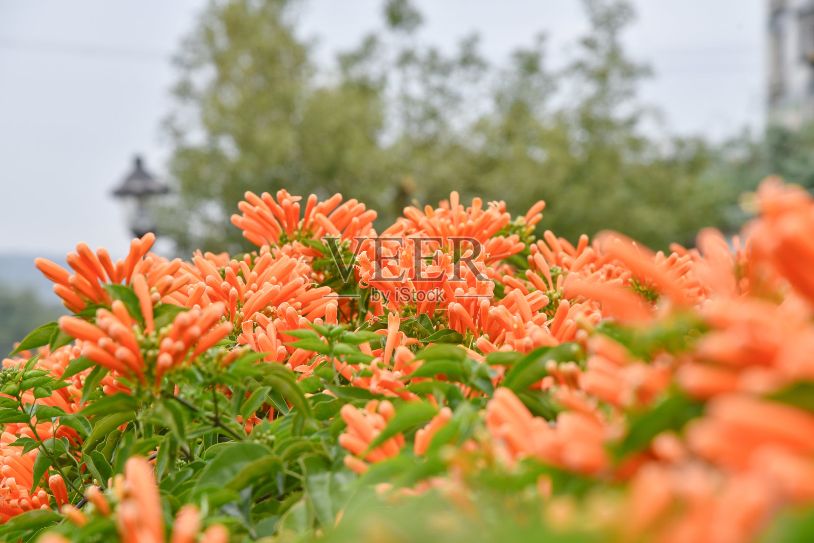 桔黄色喇叭花(火藤)盛开，叶底绿色。火藤又名橙色喇叭、火焰花、爆竹藤、火龙藤、橙色喇叭藤。照片摄影图片