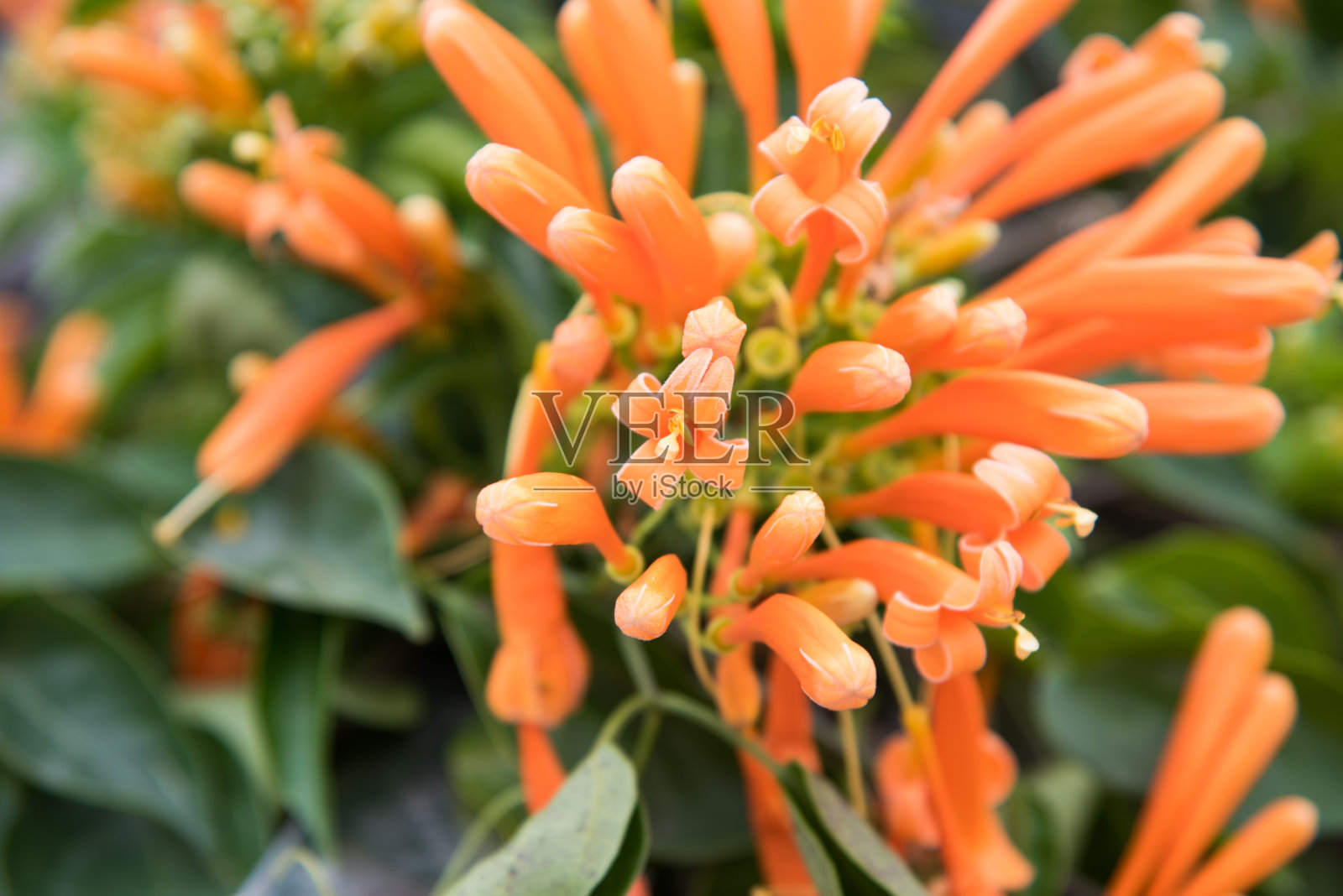 桔黄色喇叭花(火藤)盛开，叶底绿色。火藤又名橙色喇叭、火焰花、爆竹藤、火龙藤、橙色喇叭藤。照片摄影图片