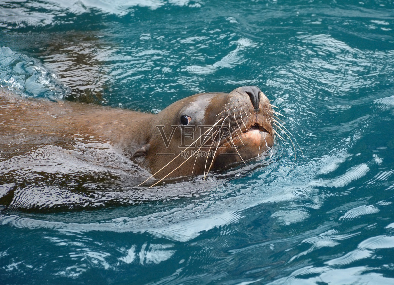 加利福尼亚海狮，北美洲照片摄影图片