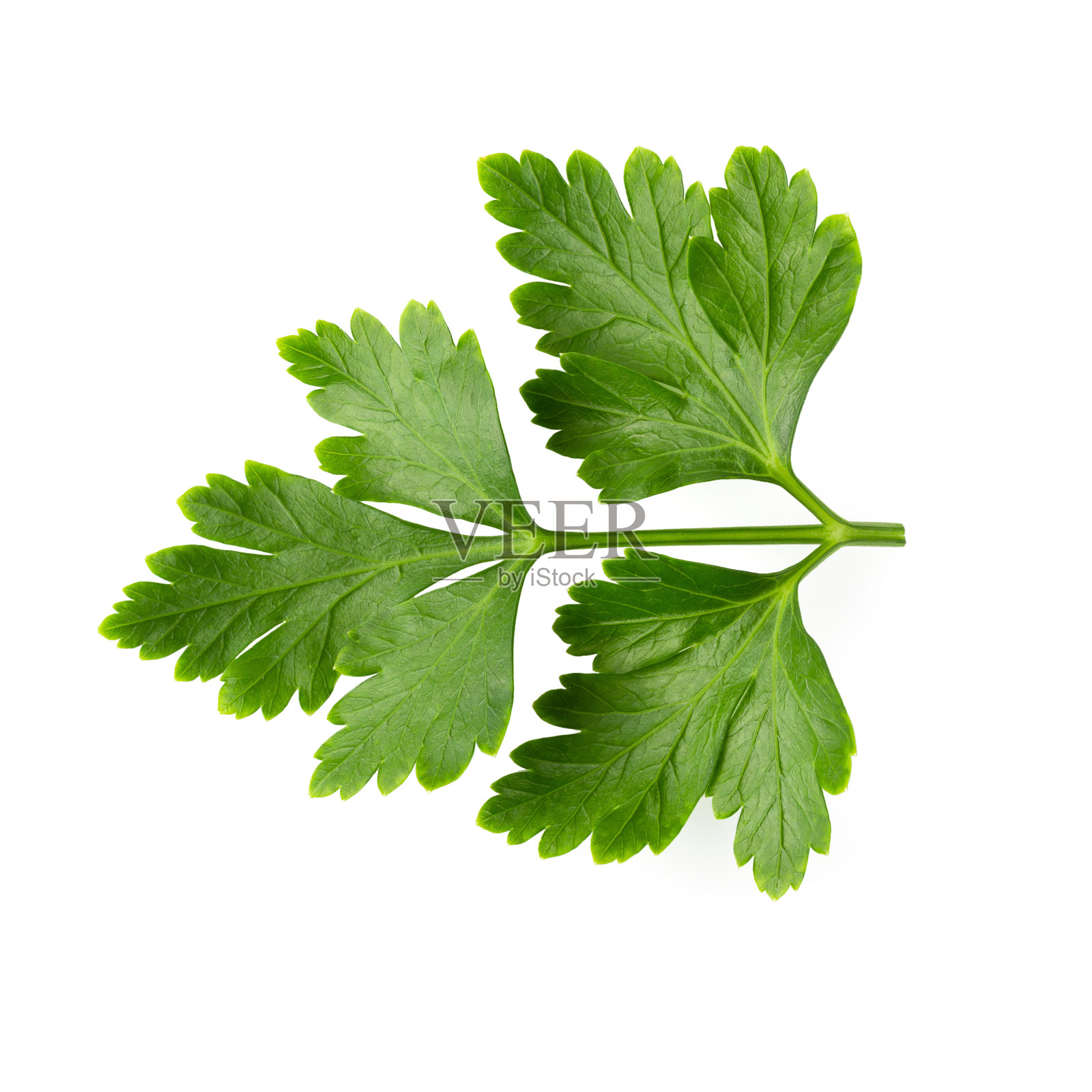 束叶孤立的欧芹在白色的背景照片摄影图片