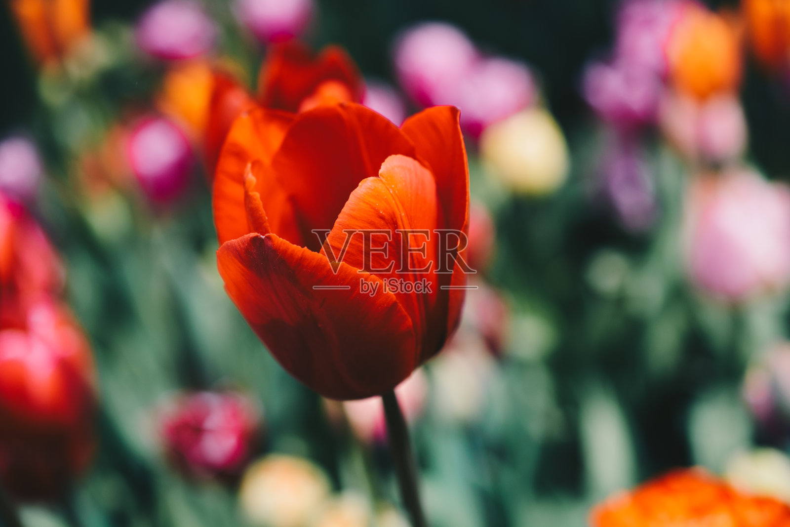 美丽的郁金香在春天的郁金香地里开花照片摄影图片