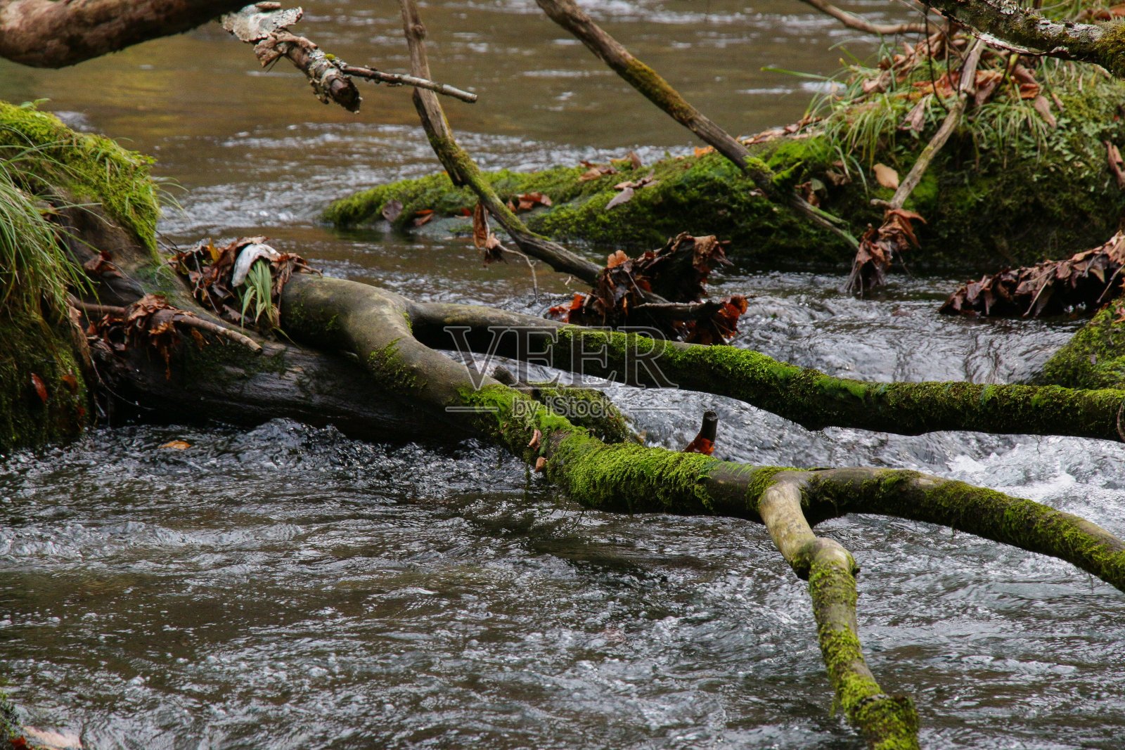 浮木在Oirase河。照片摄影图片