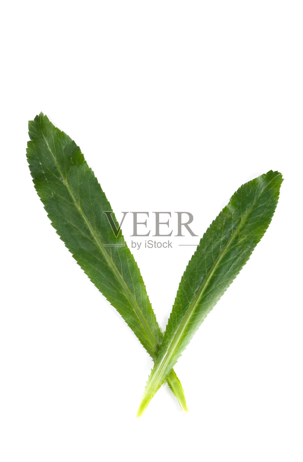 Culantro关闭照片摄影图片