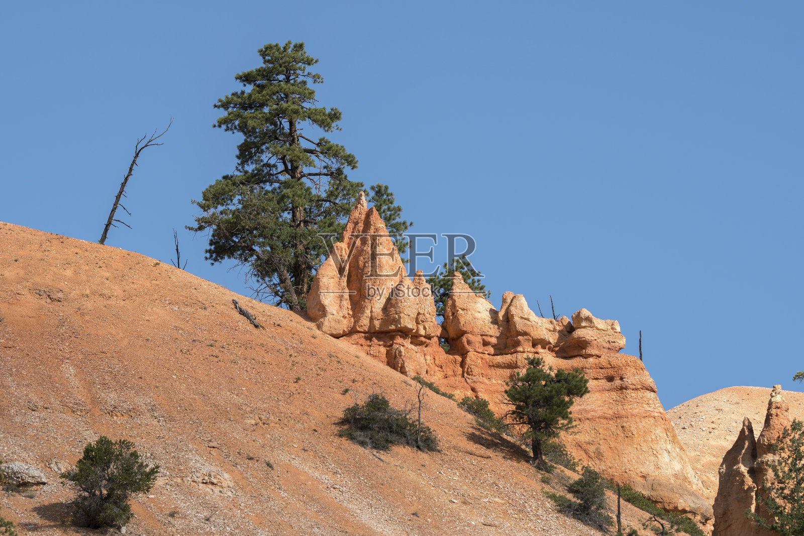 布莱斯峡谷的树木和鸟类照片摄影图片