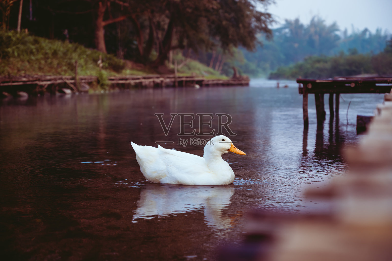 白色的鸭子笔直地在泰国河里游泳。照片摄影图片