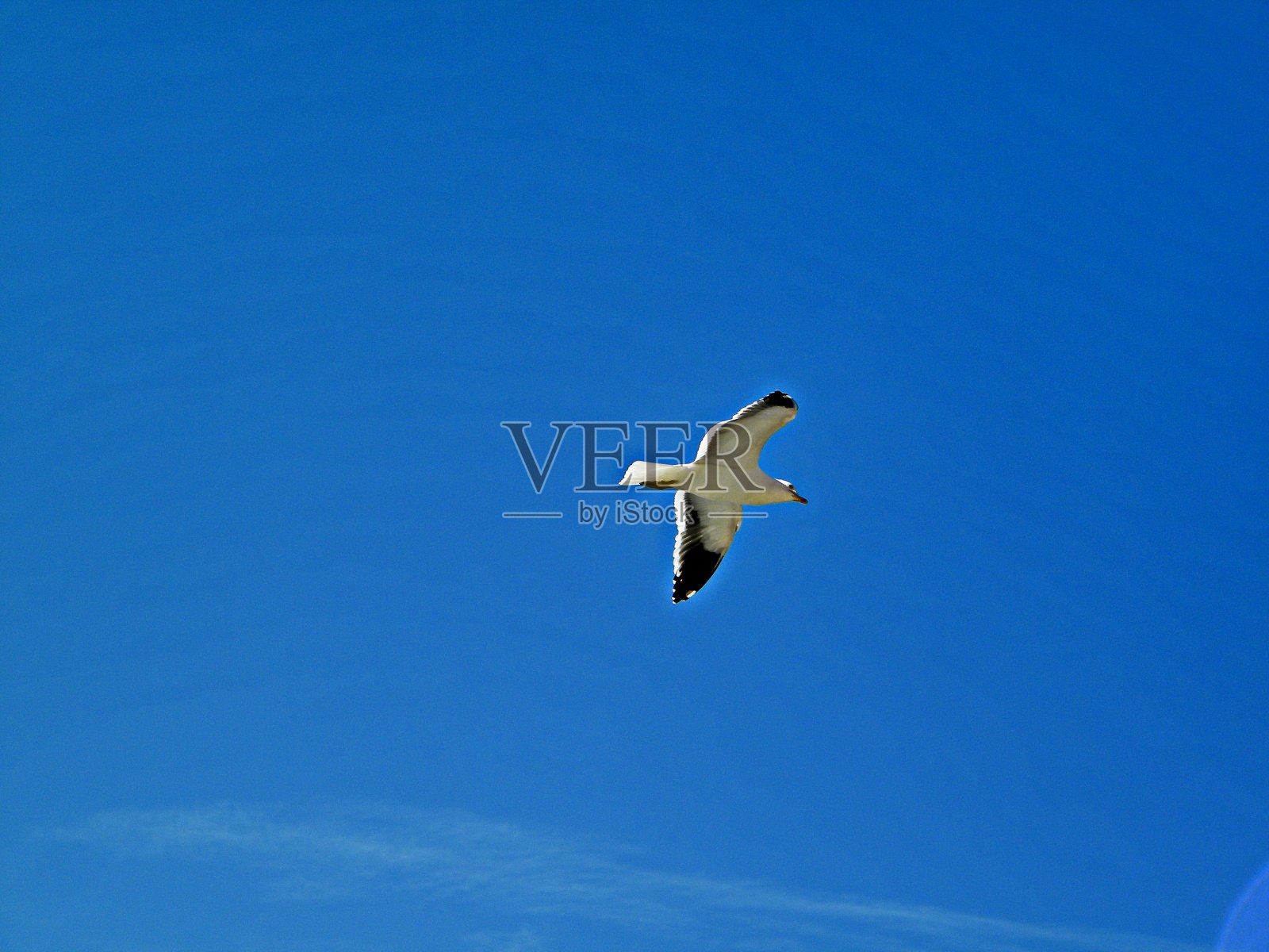 海滩上美丽的海鸥照片摄影图片