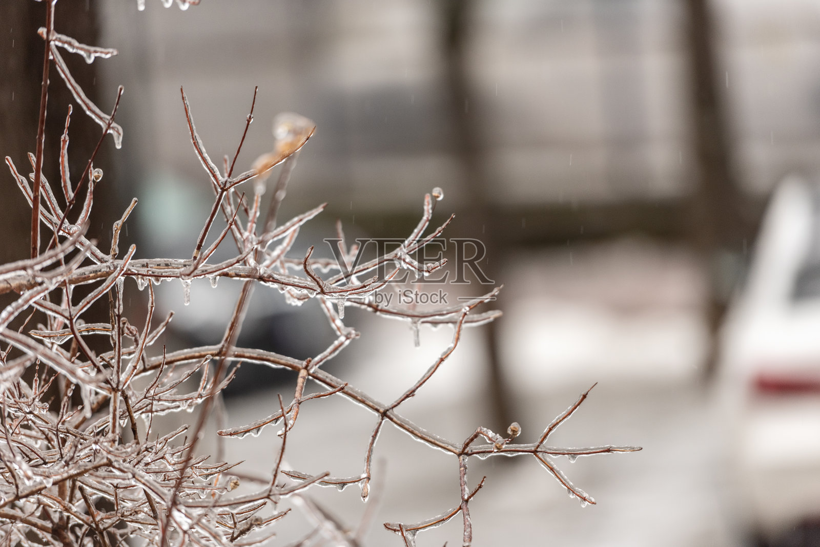 在一场伴有冻雨的冬季冰暴后，被冻住的植物被一层厚厚的冰覆盖着照片摄影图片