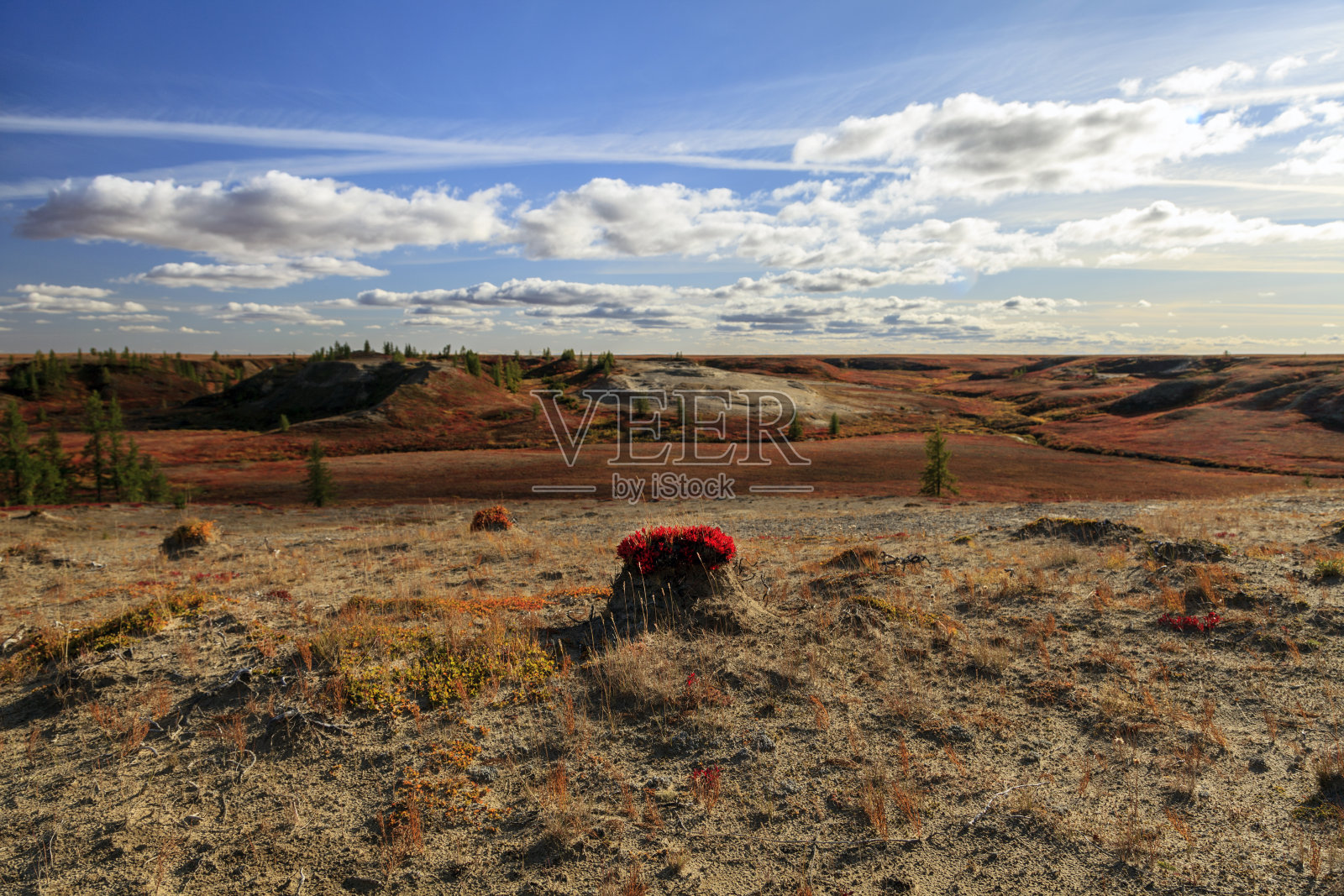 冻土带的秋天。黄色云杉枝在秋天的颜色在苔藓的背景。美丽的森林苔原景观，照片摄影图片