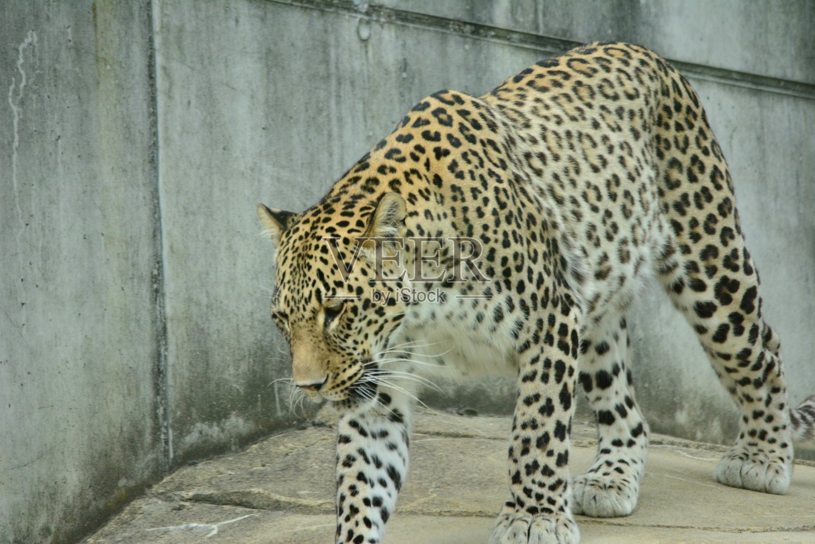 老虎在动物园。野生动物黄黑色斑点照片摄影图片