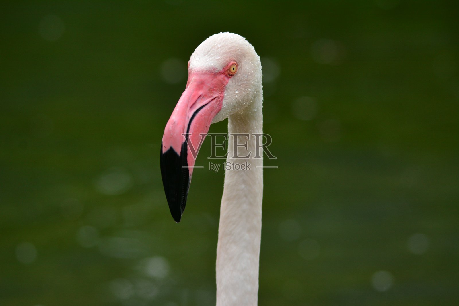 火烈鸟头捕获。肖像照片摄影图片