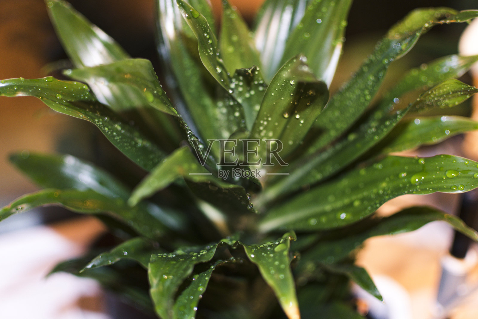 棕榈在锅里，溅着水珠。照片摄影图片