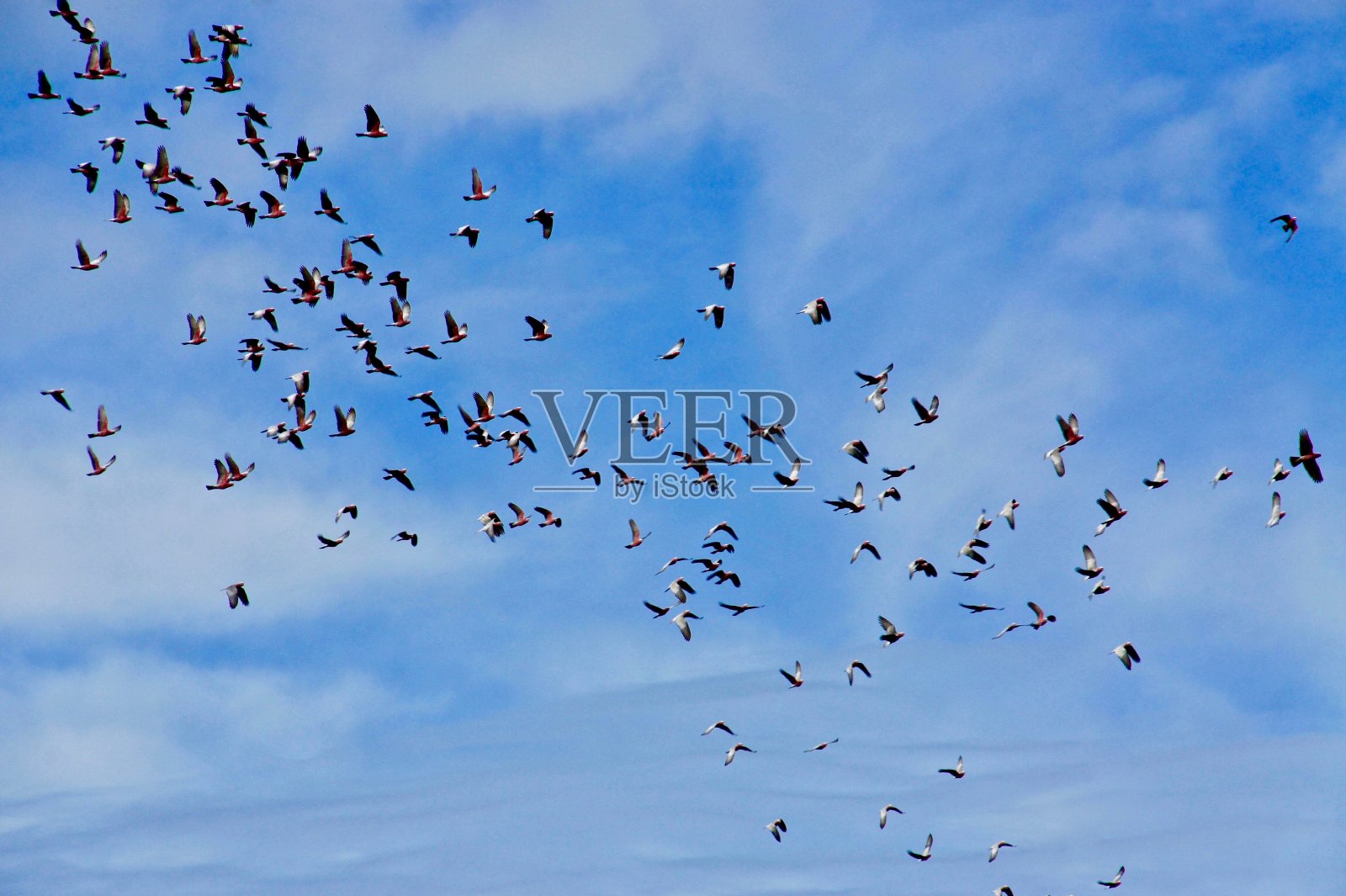 一群加拉凤头鹦鹉在飞。照片摄影图片