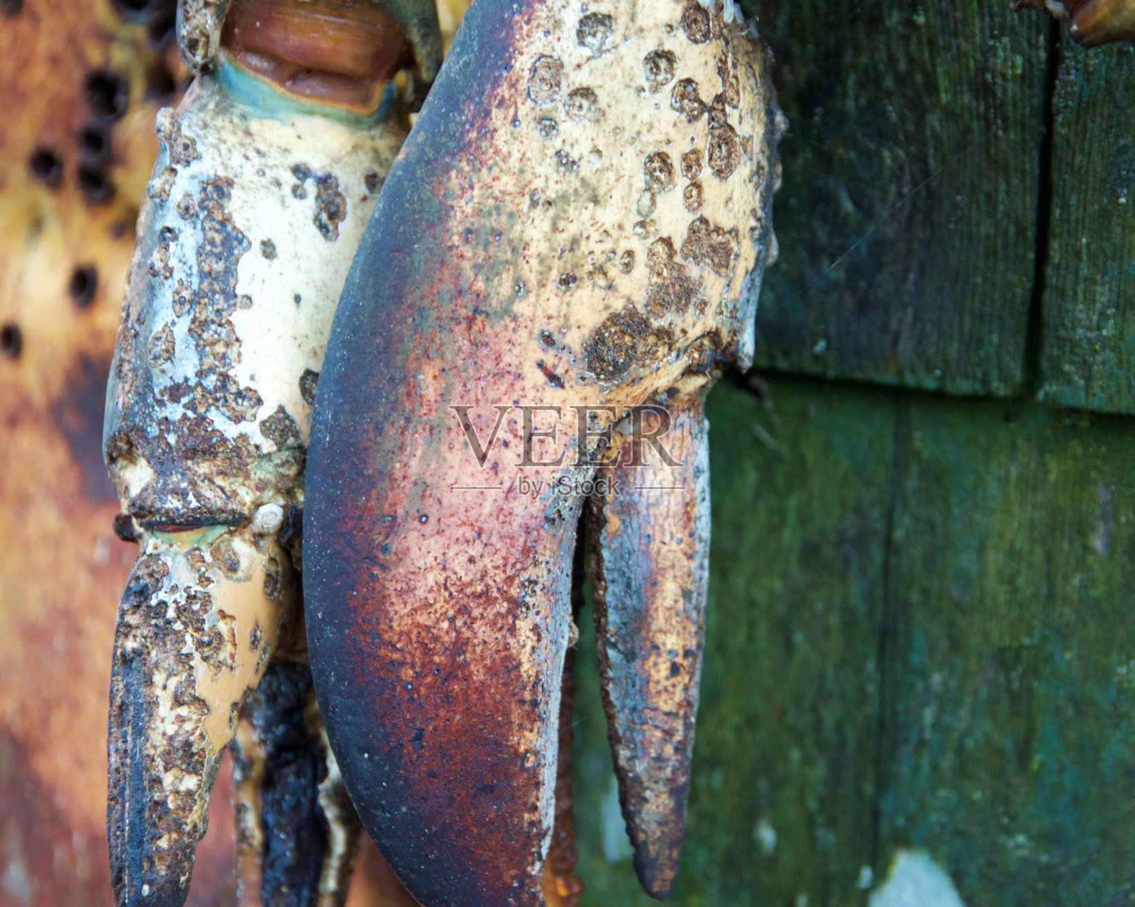 展出龙虾螯照片摄影图片