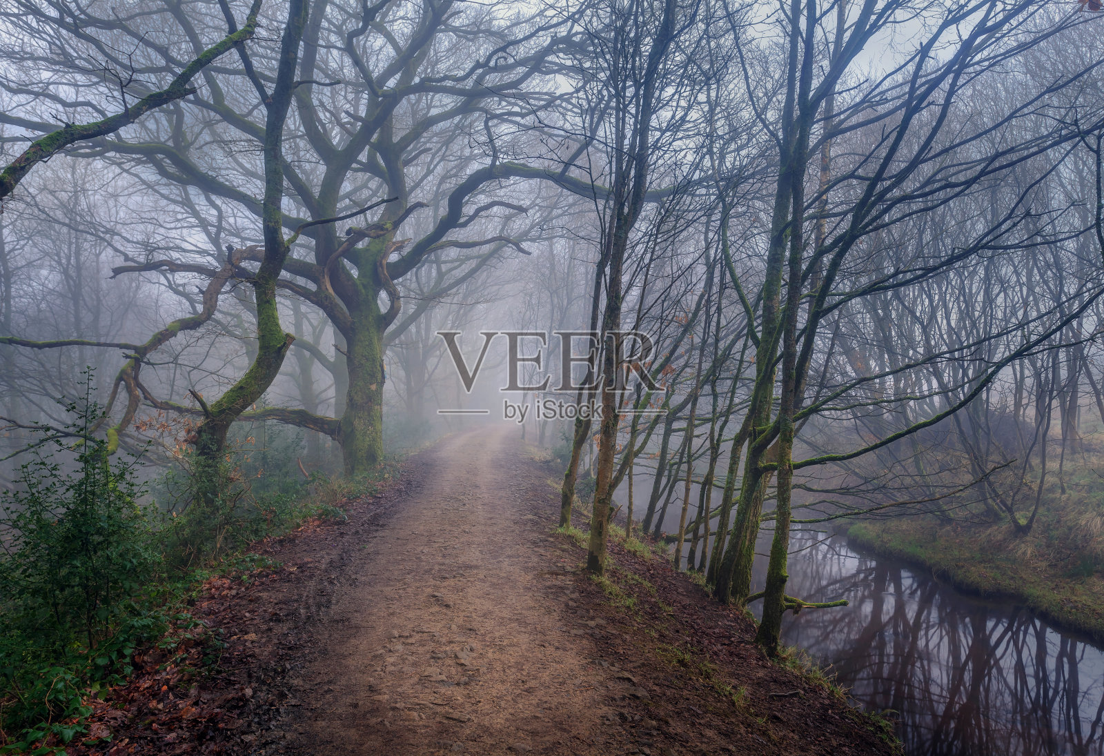 有雾的兰开夏郡林地。照片摄影图片