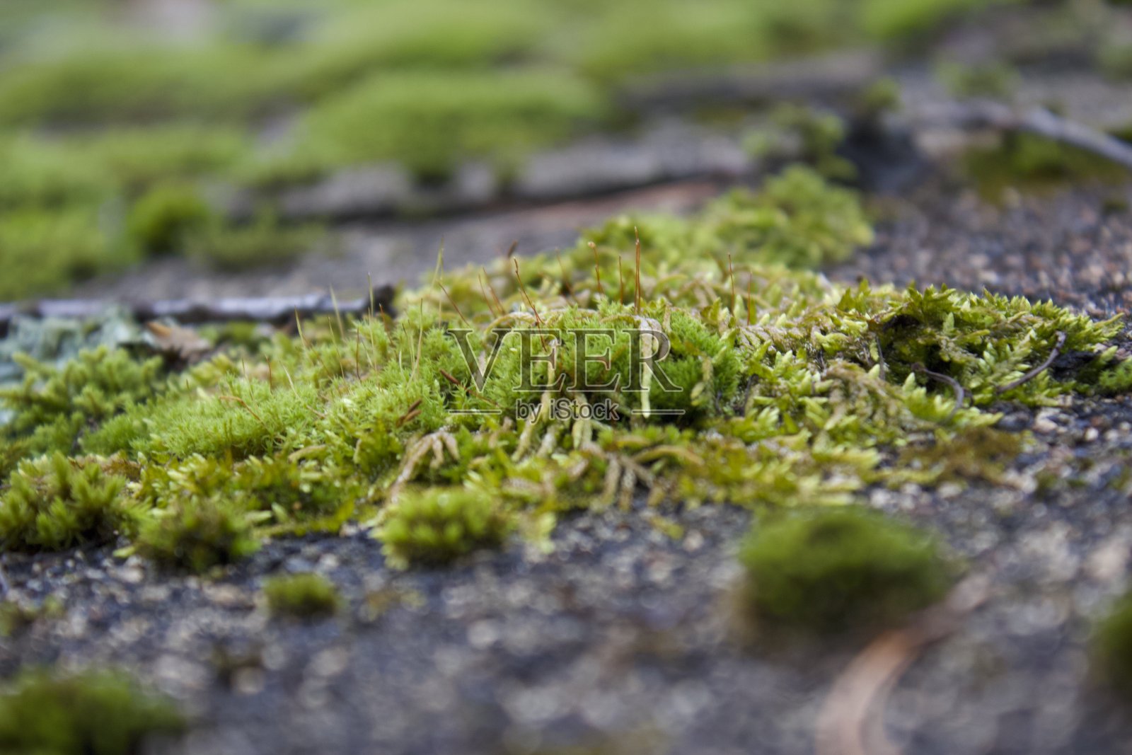 莫斯照片摄影图片