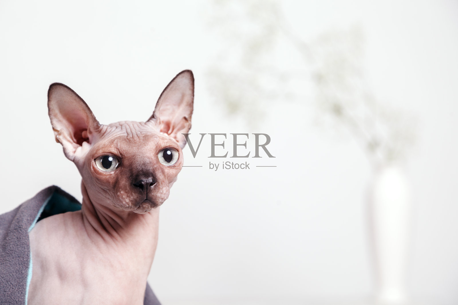 裸猫加拿大狮身人面像坐着，盖着一条毯子，背景是一堵白墙和一瓶花照片摄影图片