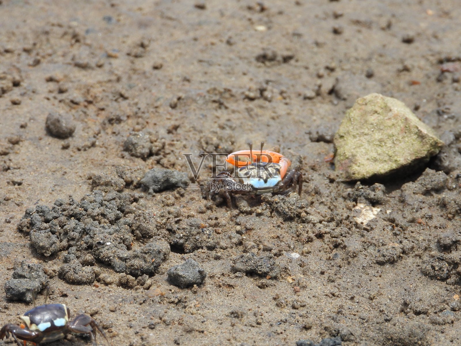 泥上的螃蟹照片摄影图片