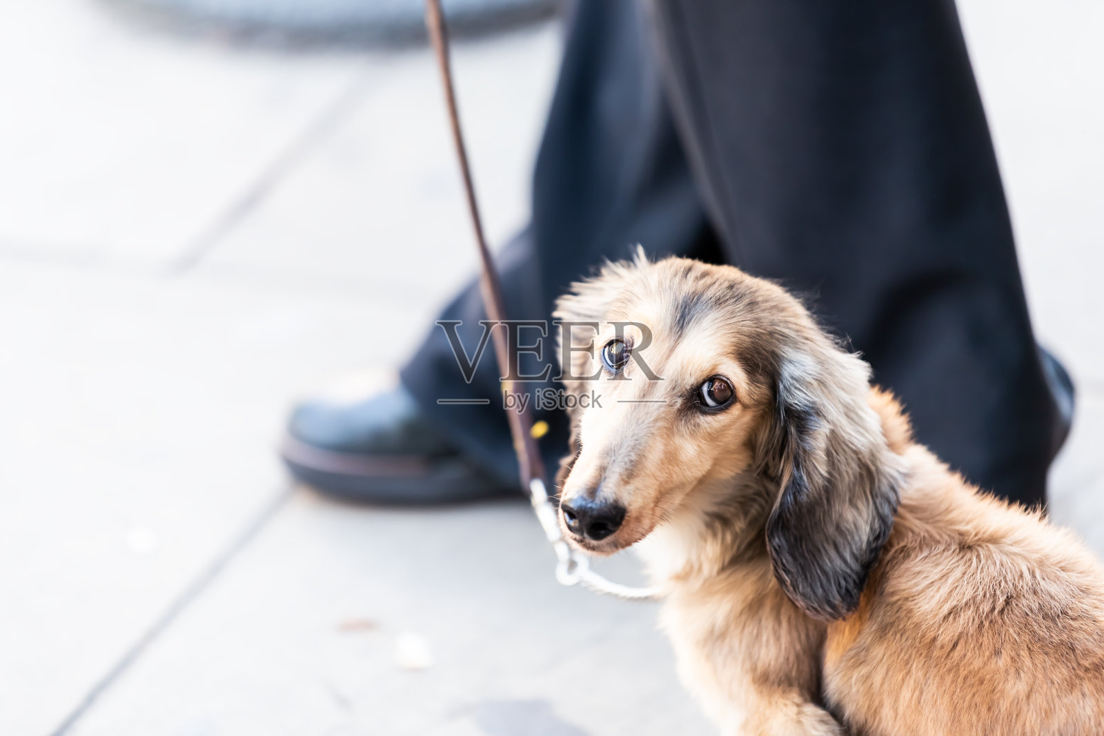 一个可爱的狗在街上的特写与长鼻子脸看着相机悲伤和大耳朵与主人在皮带上照片摄影图片