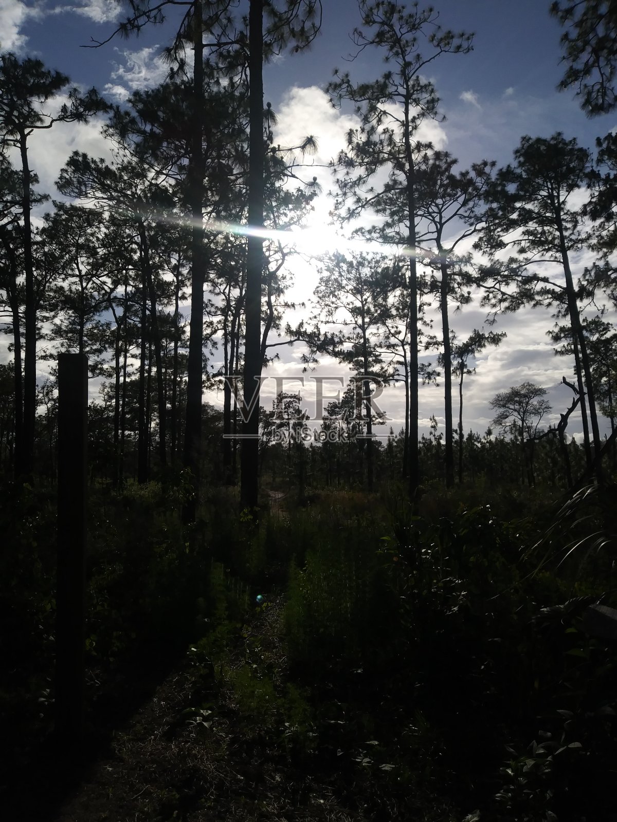 阳光照射的福勒斯特照片摄影图片