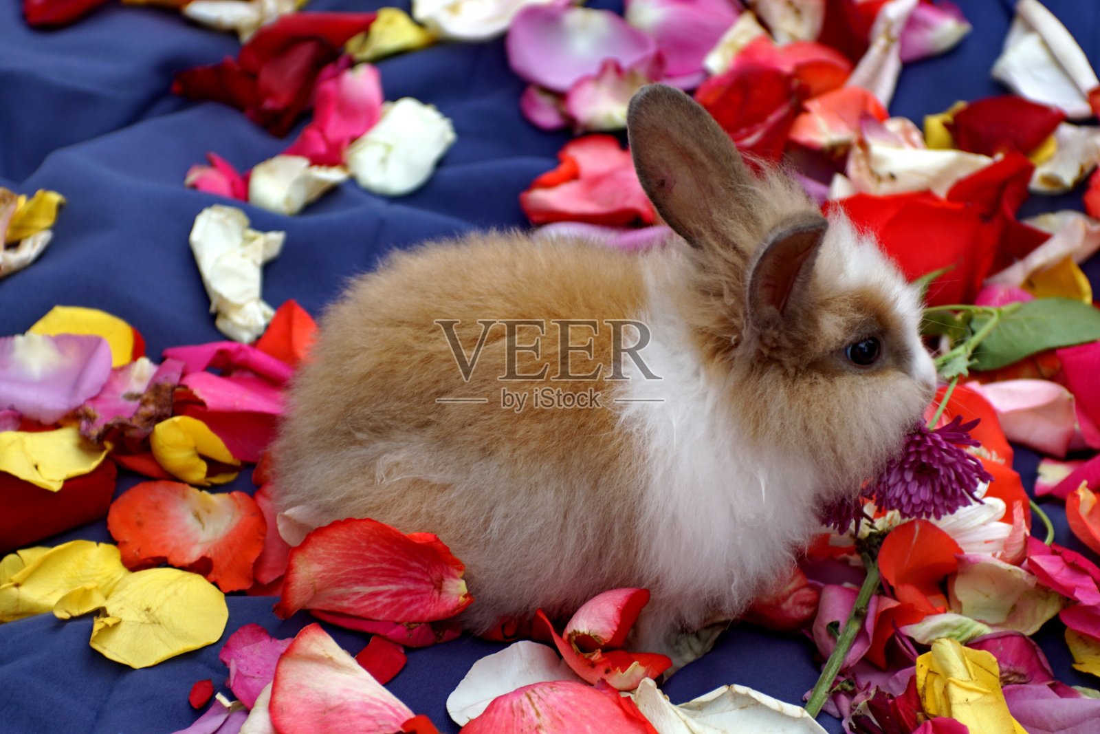 兔子宝宝在玫瑰花瓣上照片摄影图片