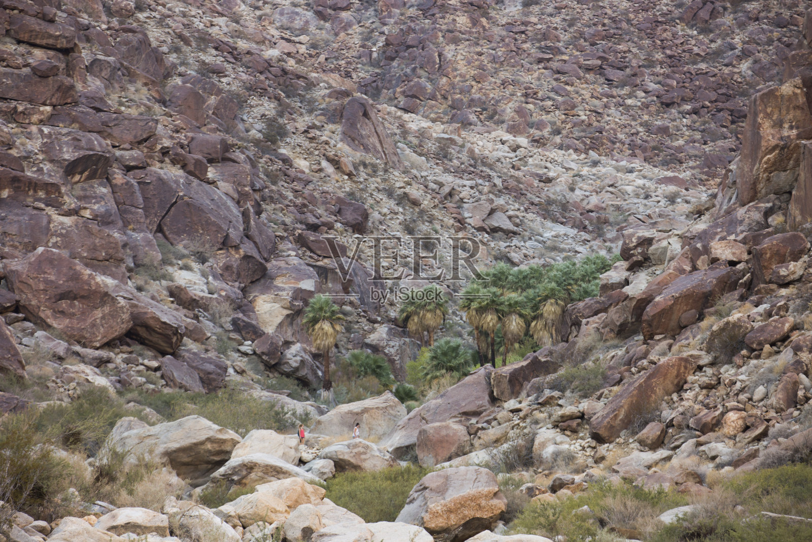 岩石上生长的树木照片摄影图片