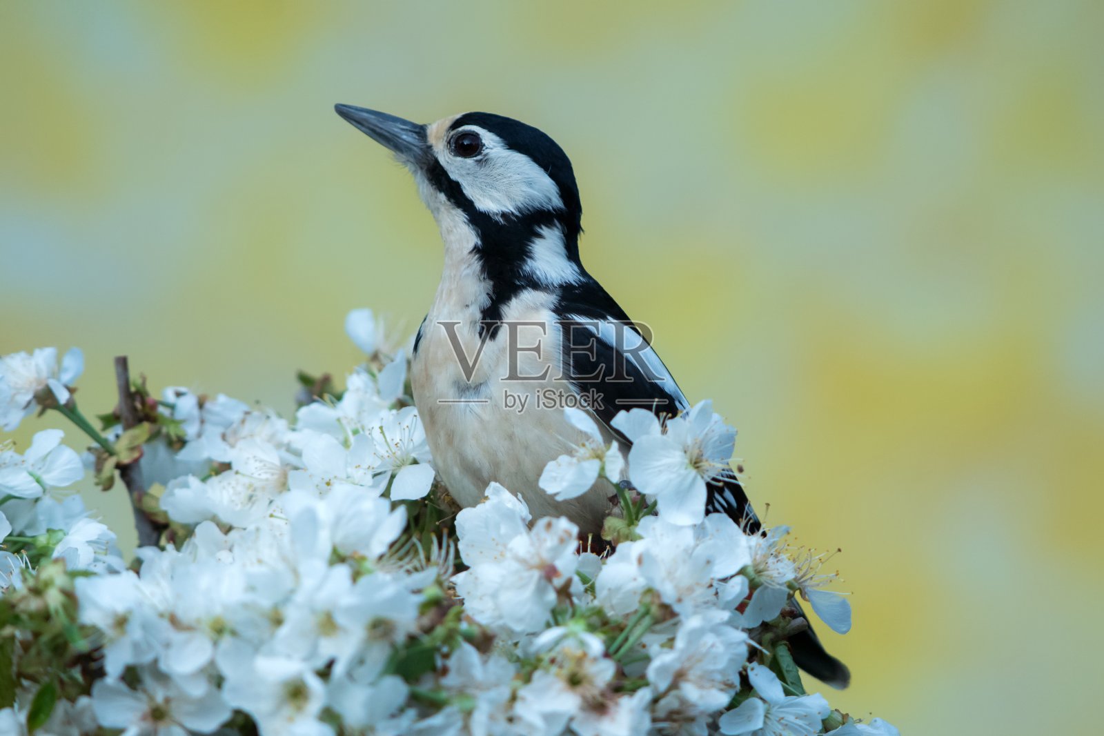 春天的啄木鸟照片摄影图片