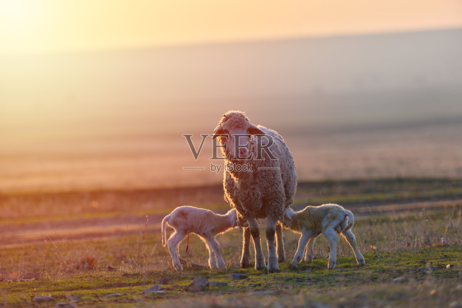 在温暖的夕阳下，两只新生的羊羔和绵羊在田野上照片摄影图片
