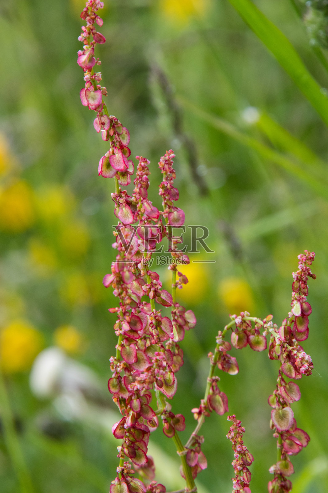 粉红色开花植物特写镜头照片摄影图片