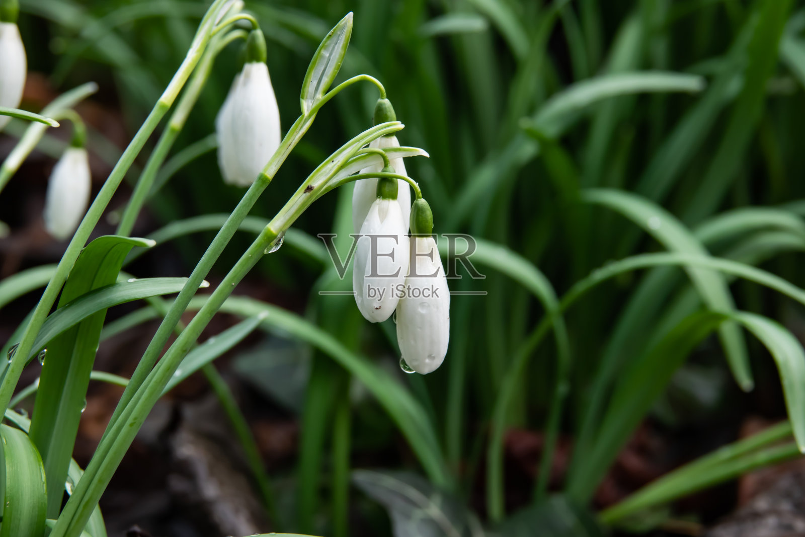 冬天盛开的雪花莲照片摄影图片