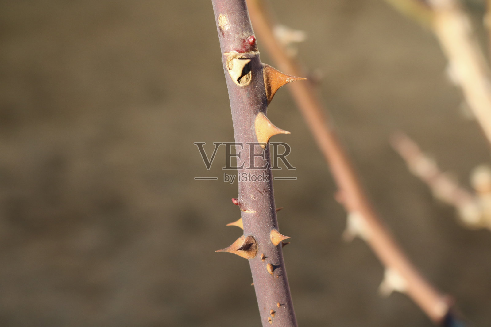 花园里玫瑰的刺照片摄影图片