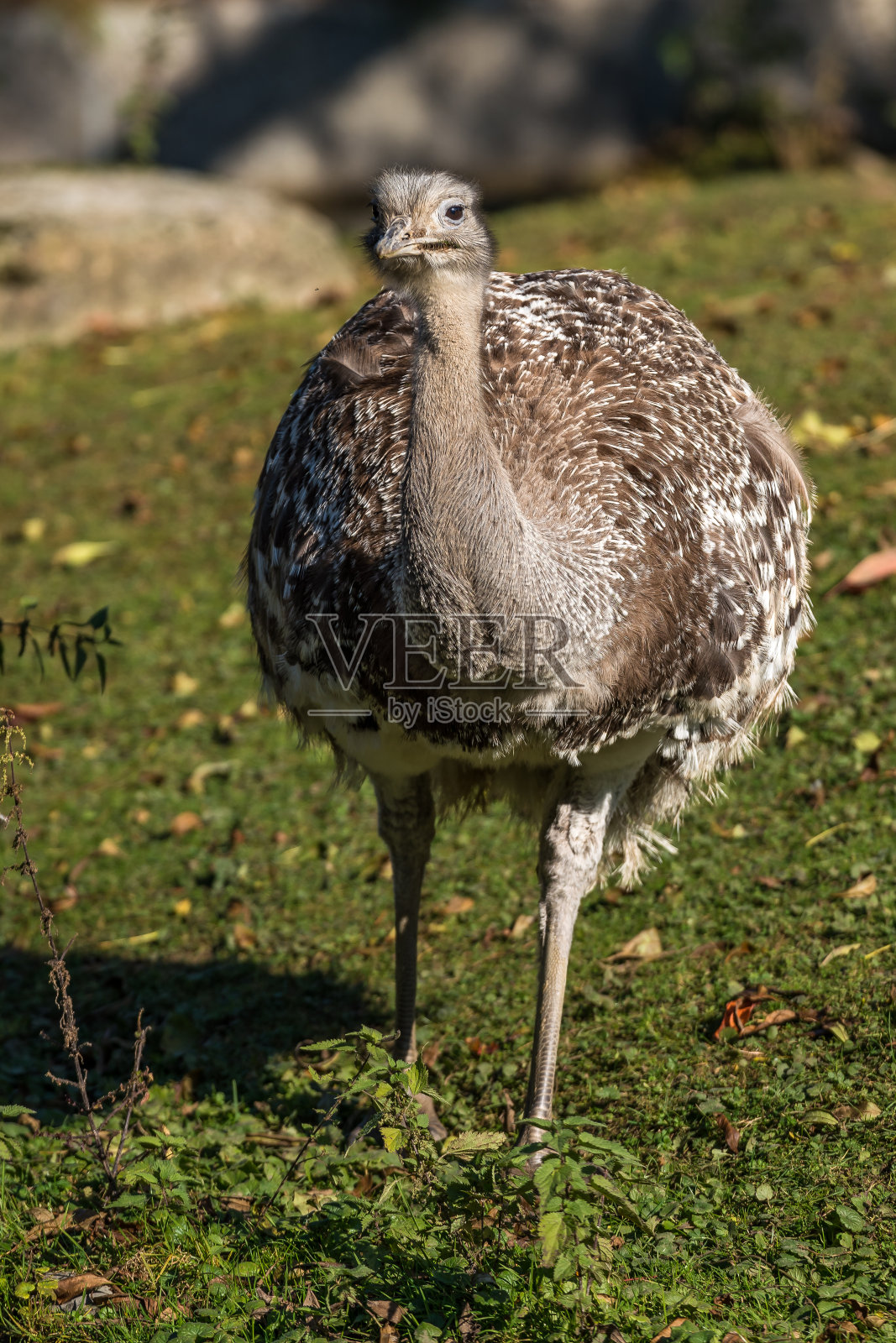 达尔文的美洲鸵，又称小美洲鸵。照片摄影图片