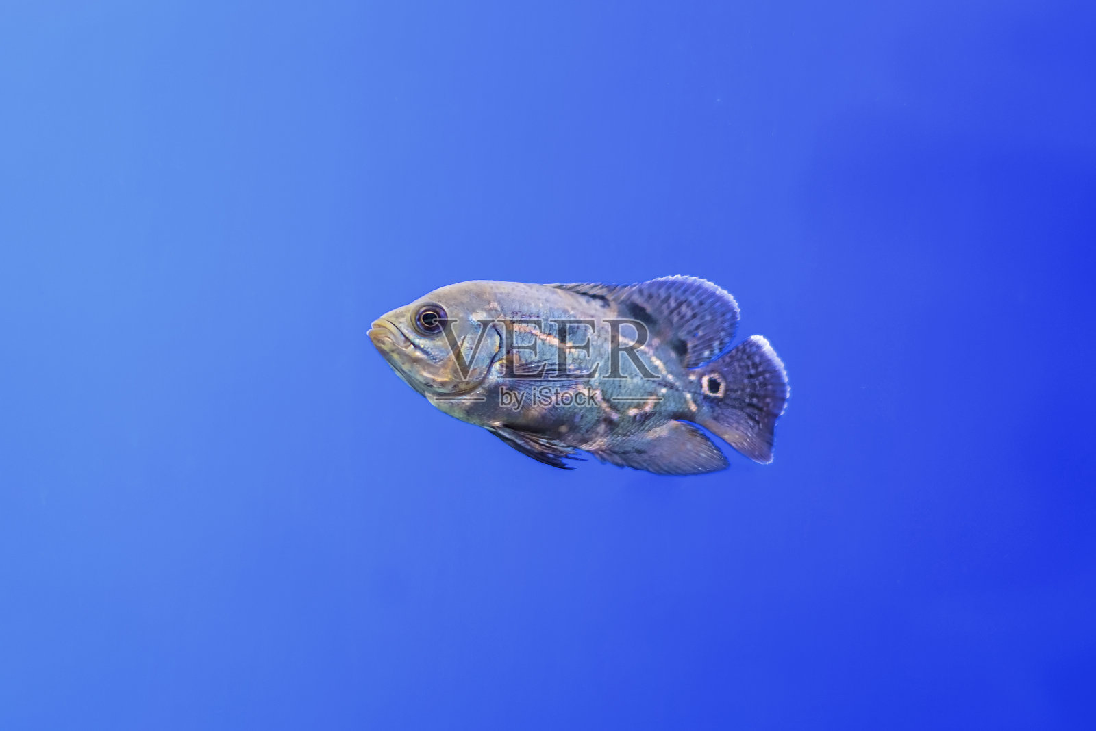 水族馆里的慈鲷鱼照片摄影图片