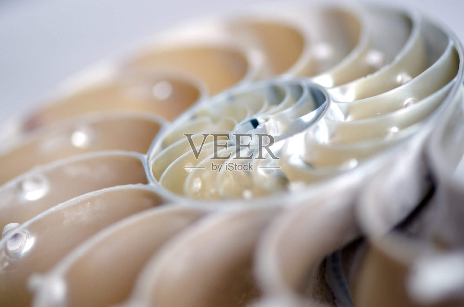 海螺贝壳照片摄影图片