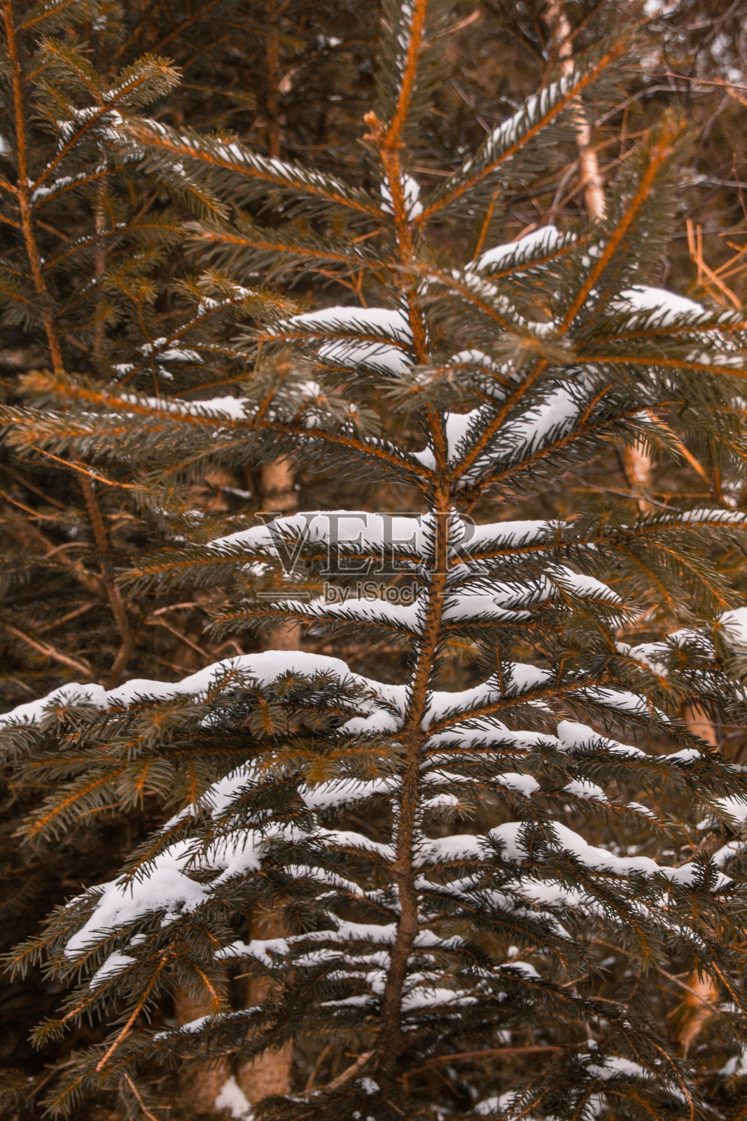 松针树覆盖着皑皑白雪，是德国冬季森林景观照片摄影图片