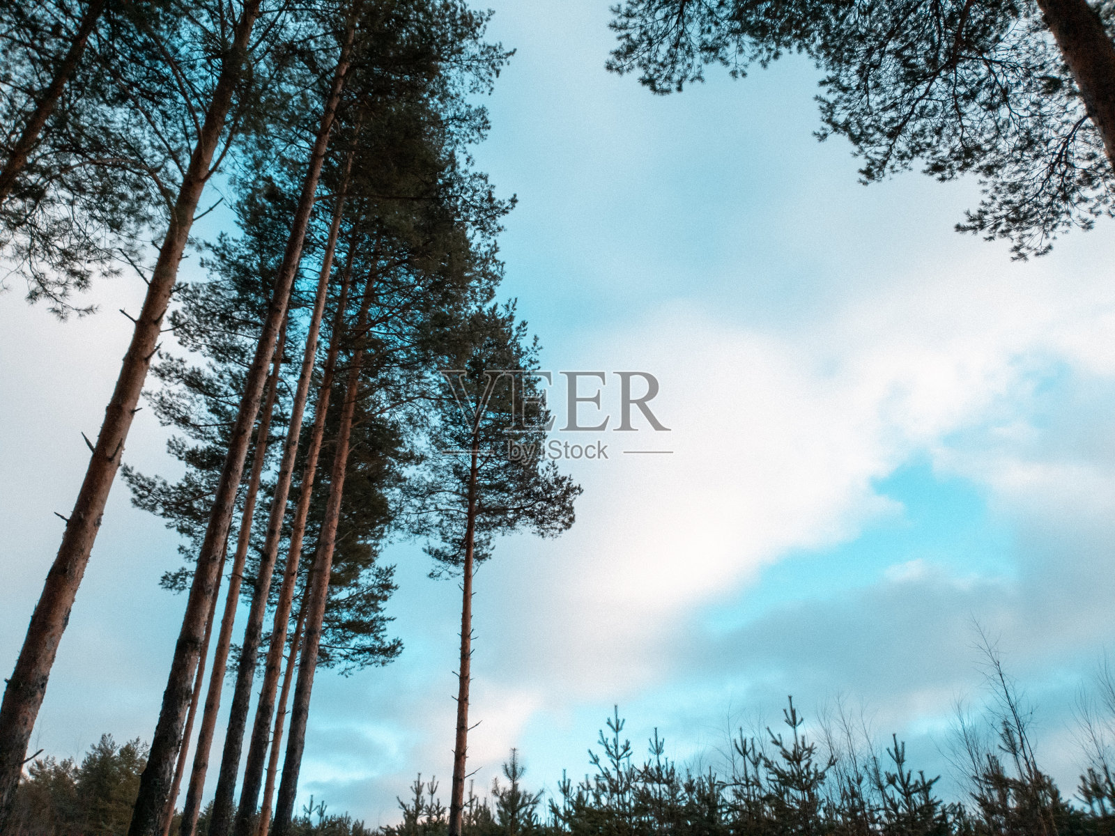 森林里的树。冬天森林上空乌云密布。照片摄影图片