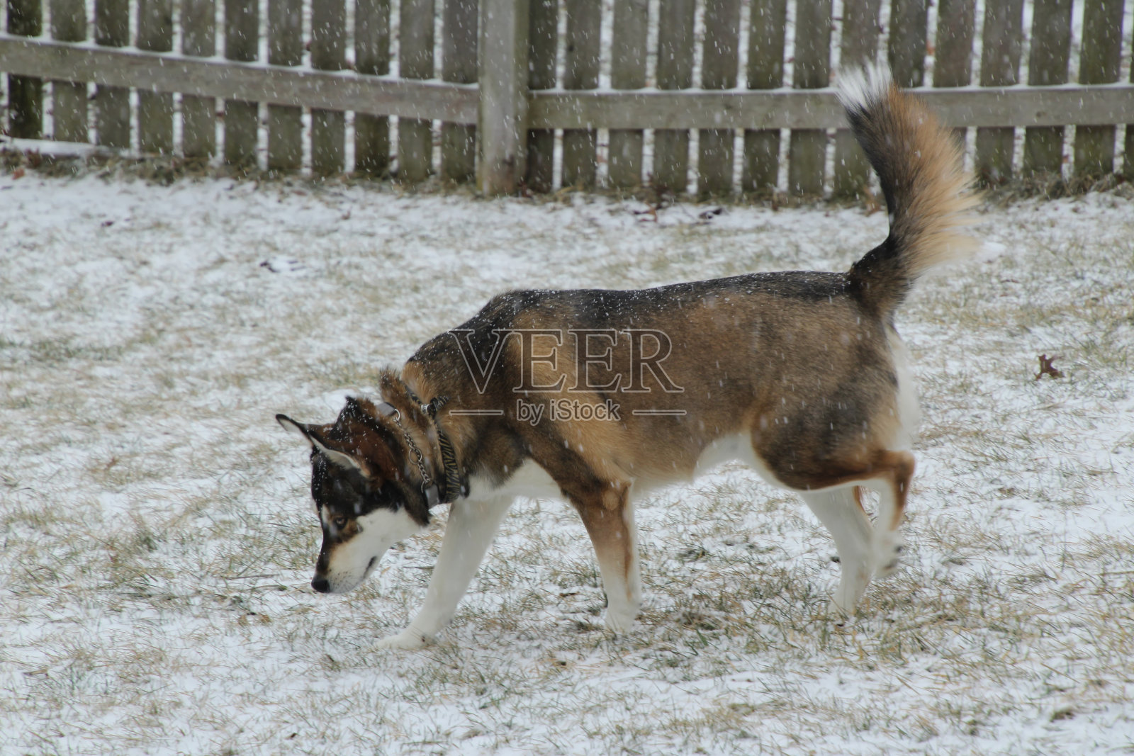 哈士奇在雪地里嗅着照片摄影图片
