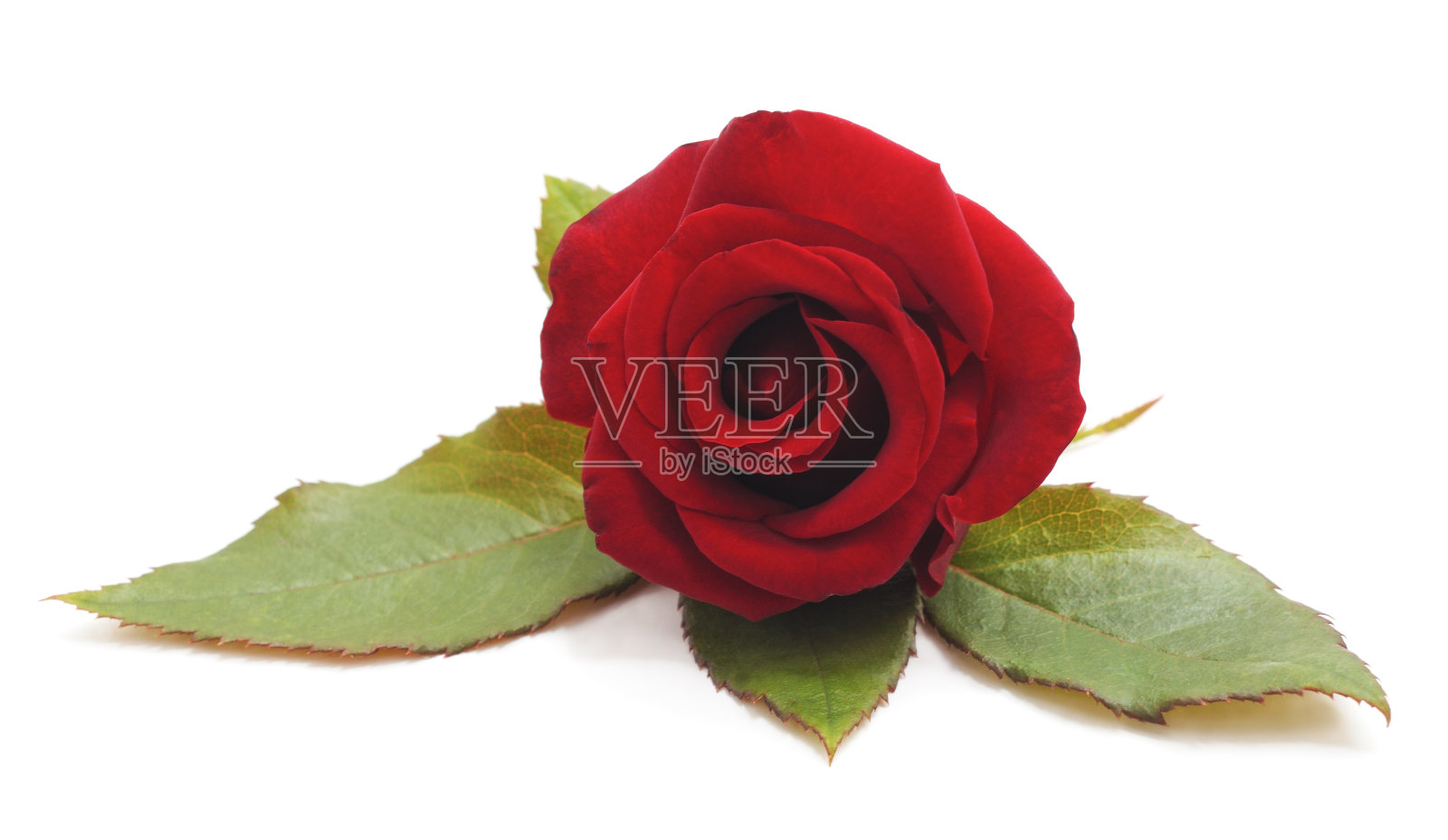 美丽的红玫瑰。照片摄影图片