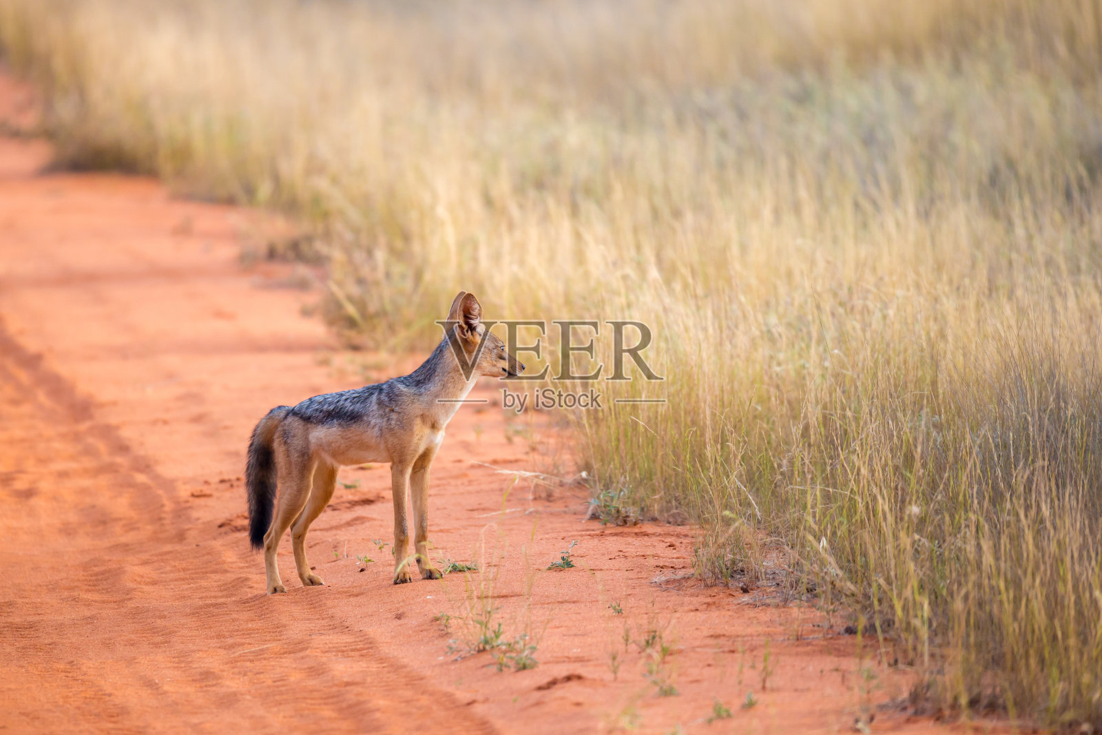 路上的豺狼正摆姿势看着照片摄影图片