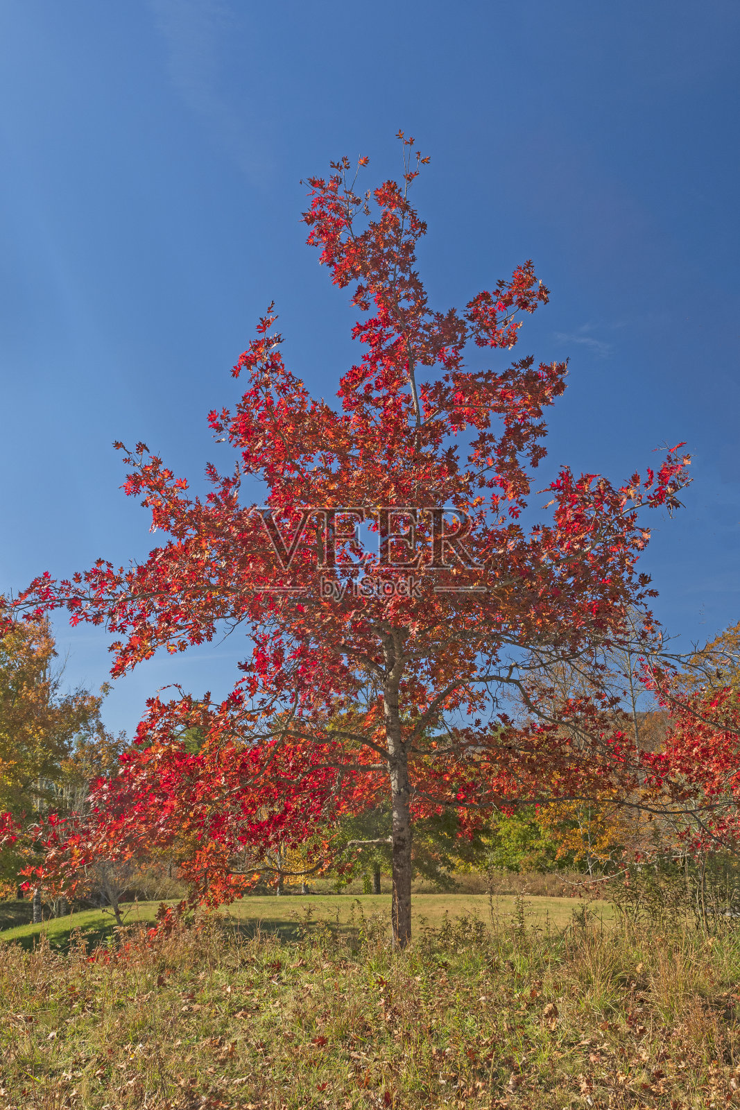 五彩的红枫映衬着秋天的蓝天照片摄影图片