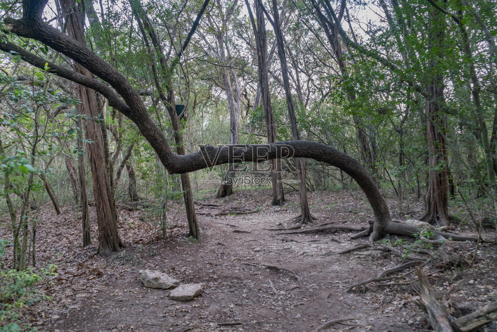大橡树枝在肮脏的森林小径上照片摄影图片