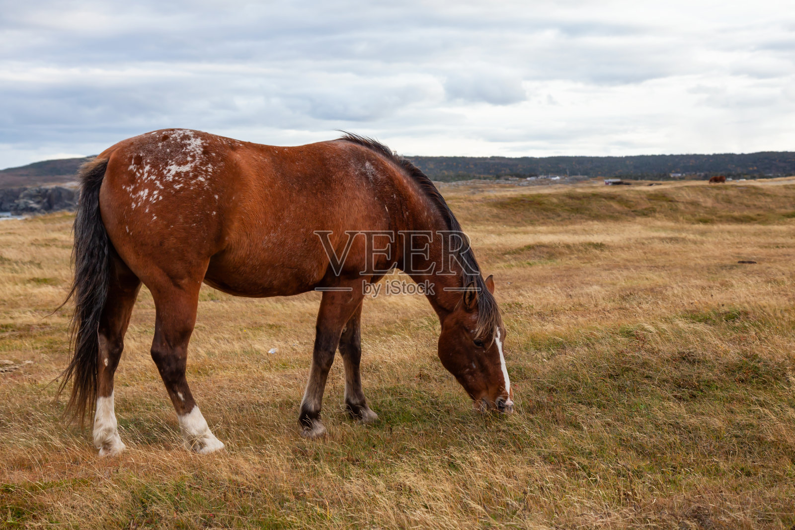 纽芬兰的野马照片摄影图片